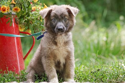 Sammy, Mischling Welpen - Rüde