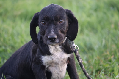 Sammy, Mischling Welpen - Rüde