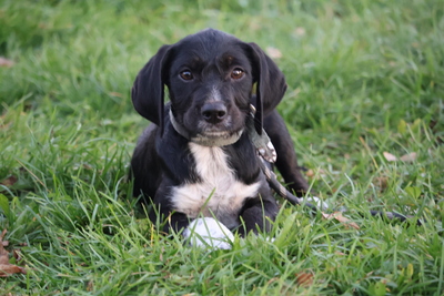 Sammy, Mischling Welpen - Rüde