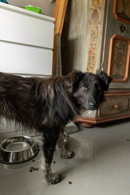 Sammy schleicht sich langsam in Dein Herz, Bordermischling - Rüde
