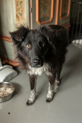 Sammy schleicht sich langsam in Dein Herz, Bordermischling - Rüde