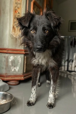 Sammy schleicht sich langsam in Dein Herz, Bordermischling - Rüde