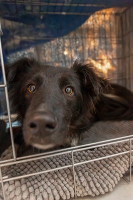 Sammy schleicht sich langsam in Dein Herz