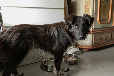 Sammy schleicht sich langsam in Dein Herz, Mischling - Rüde