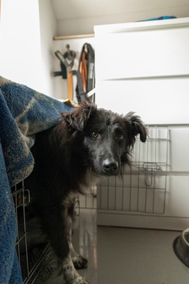 Sammy schleicht sich langsam in Dein Herz, Mischling - Rüde