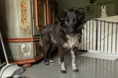 Sammy schleicht sich langsam in Dein Herz, Mischling - Rüde