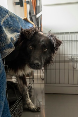 Sammy schleicht sich langsam in Dein Herz, Mischling - Rüde