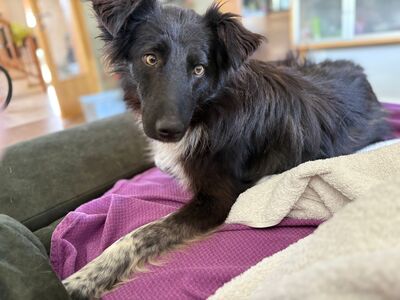 Sammy schleicht sich langsam in Dein Herz, Mischling - Rüde