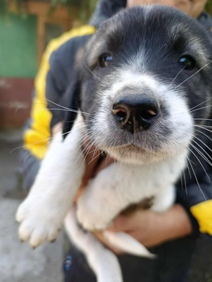 Sammy, unser Moppelchen sucht seine Menschen, Mischling Welpen - Rüde