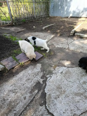 Sammy, unser Moppelchen sucht seine Menschen, Mischling Welpen - Rüde