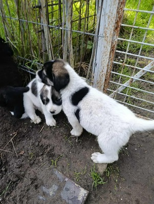Sammy, unser Moppelchen sucht seine Menschen, Mischling Welpen - Rüde