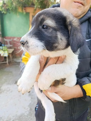 Sammy, unser Moppelchen sucht seine Menschen, Mischling Welpen - Rüde