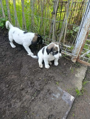 Sammy, unser Moppelchen sucht seine Menschen, Mischling Welpen - Rüde