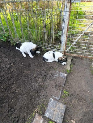 Sammy, unser Moppelchen sucht seine Menschen, Mischling Welpen - Rüde