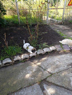 Sammy, unser Moppelchen sucht seine Menschen, Mischling Welpen - Rüde