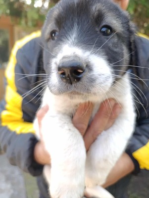 Sammy, unser Moppelchen sucht seine Menschen, Mischling Welpen - Rüde
