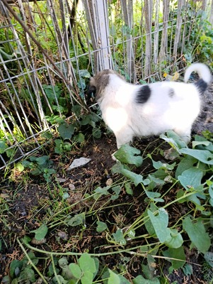 Sammy, unser Moppelchen sucht seine Menschen, Mischling Welpen - Rüde