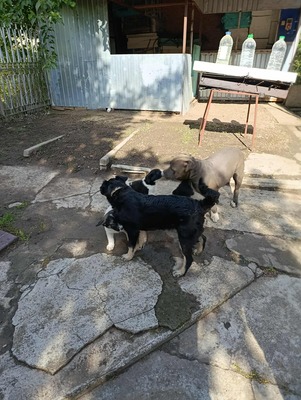 Sammy, unser Moppelchen sucht seine Menschen, Mischling Welpen - Rüde