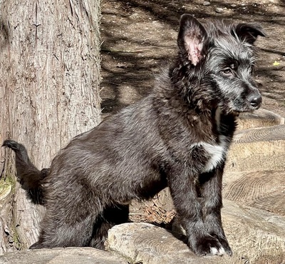 Samson, Mix Welpen - Rüde