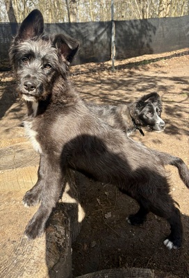 Samson, Mix Welpen - Rüde