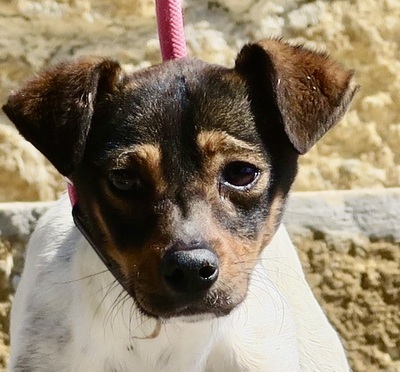 Samuel, Bodeguero Andaluz - Mix - Rüde