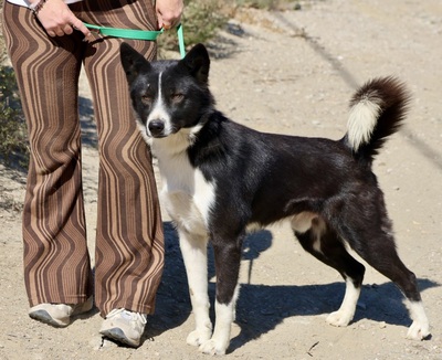 Samy, Border Collie - Mix - Rüde