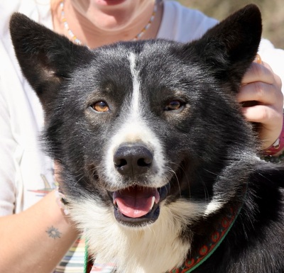 Samy, Border Collie - Mix - Rüde