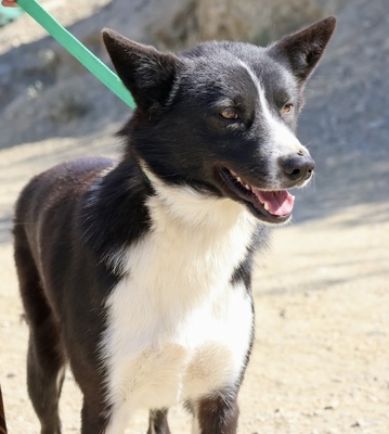 Samy, Border Collie - Mix - Rüde