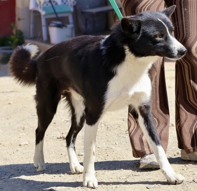 Samy, Border Collie - Mix - Rüde