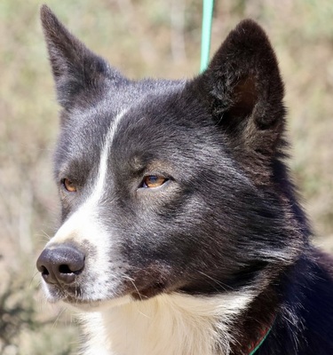 Samy, Border Collie - Mix - Rüde