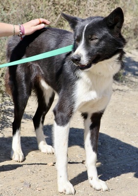 Samy, Border Collie - Mix - Rüde