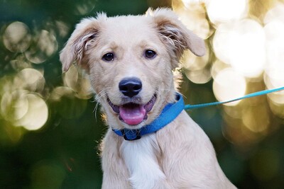 Samy, Labrador / Retriever Mischling Welpen - Rüde