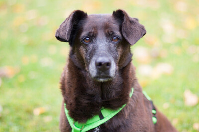 Sana, Mischling - Hündin