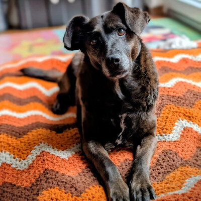 Sana, Mischling - Hündin