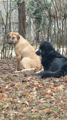 Sandi - NOTFALL Österreich, Mischling - Hündin