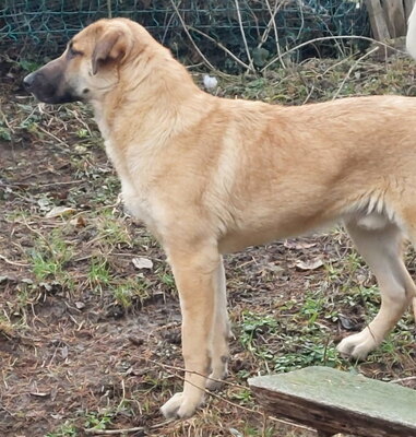 Sandi - NOTFALL Österreich, Mischling - Hündin