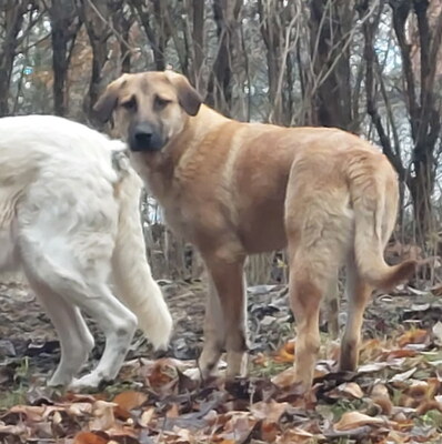 Sandi - NOTFALL Österreich, Mischling - Rüde