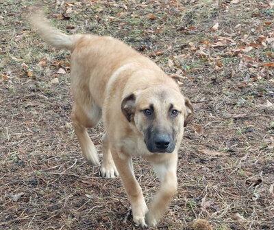 Sandi - NOTFALL Österreich, Mischling - Rüde