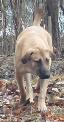 Sandi - NOTFALL Österreich, Mischling - Rüde