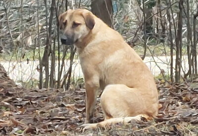 Sandi - NOTFALL Österreich