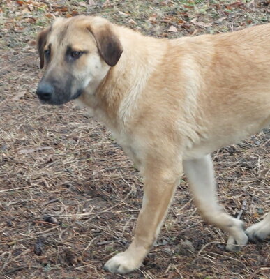 Sandi - NOTFALL Österreich, Mischling - Rüde