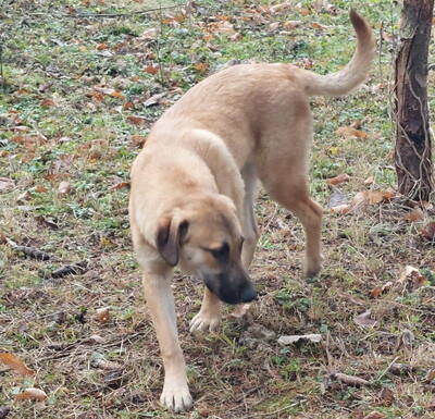 Sandi - NOTFALL Österreich, Mischling - Rüde