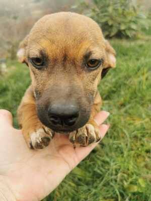 Sandor sucht seine Traumfamilie, Dackel-Mischling Welpen - Rüde