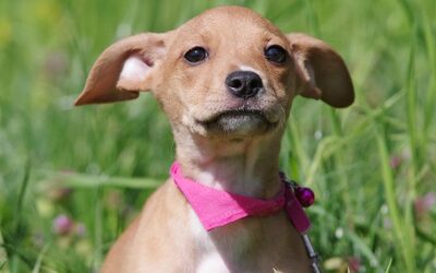 Sandra, Mischling Welpen - Hündin