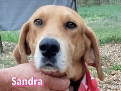 Sandra, griechische Bracke - Hündin