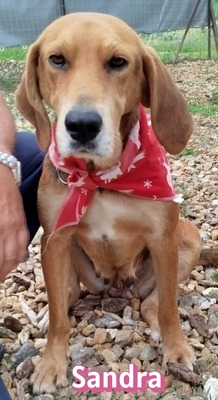 Sandra, griechische Bracke - Hündin