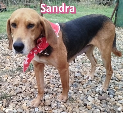 Sandra, griechische Bracke - Hündin