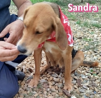 Sandra, griechische Bracke - Hündin