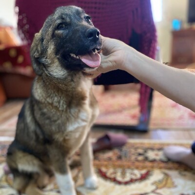 Sandra - sucht eine erfahrene und geduldige Familie, Griech. Schäferhund-Mischling - Hündin