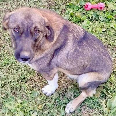 Sandra - sucht eine erfahrene und geduldige Familie, griech. Schäferhund Mix - Hündin